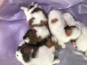 Born November 2018, $875, Shih tzu Bichon Puppies for Sale